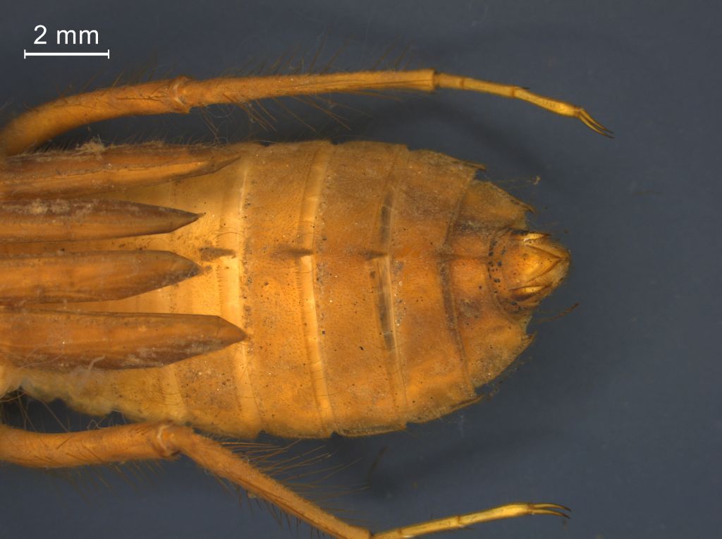 Libellula fulva